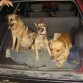 Lazzy (pastor aleman), Guffi ( centro), Ruffo (labrador retriver)